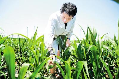 盐碱地变成丰产田 沧州全面推进盐碱地综合利用与特色产业高质量发展