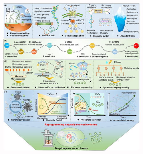 微生物所王为善研究团队链霉菌底盘开发进展综述