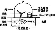 基于玉米幼苗的光合作用实验 验证二氧化碳的关键作用及其农业科研价值