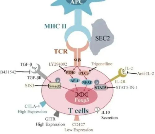 抑制性T细胞 免疫调控与农业科学研究的交汇点