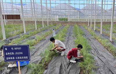 江西南昌 发展芦笋产业助力乡村振兴